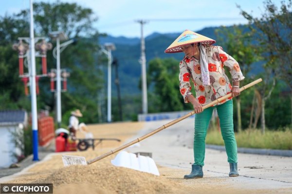 优配好油 丰收晒起来