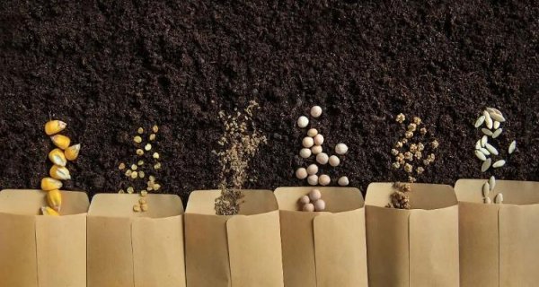 鸿E配资 被间谍盯上的亲本种子，究竟是什么？